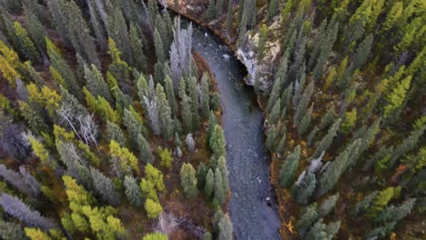 Filmischer-Flug-über-Den-Weißfichtenwald-Und-Den-Sich-Schlängelnden-Fluss-O&#39;Donnel