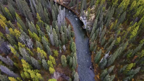 cinematic fly over white spruce forest and o'donnel meandering river