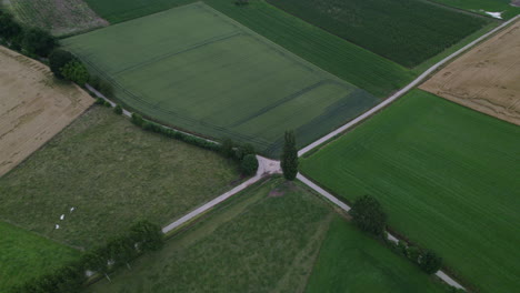 High-drone-tilt-dolley-shot-or-a-road-splitting-the-different-farmlands-from-each-other