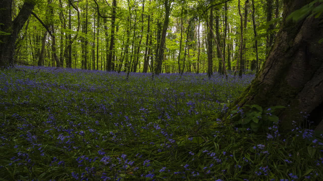 Time Lapse of Bluebells Forest during spring time in natural park in Ireland