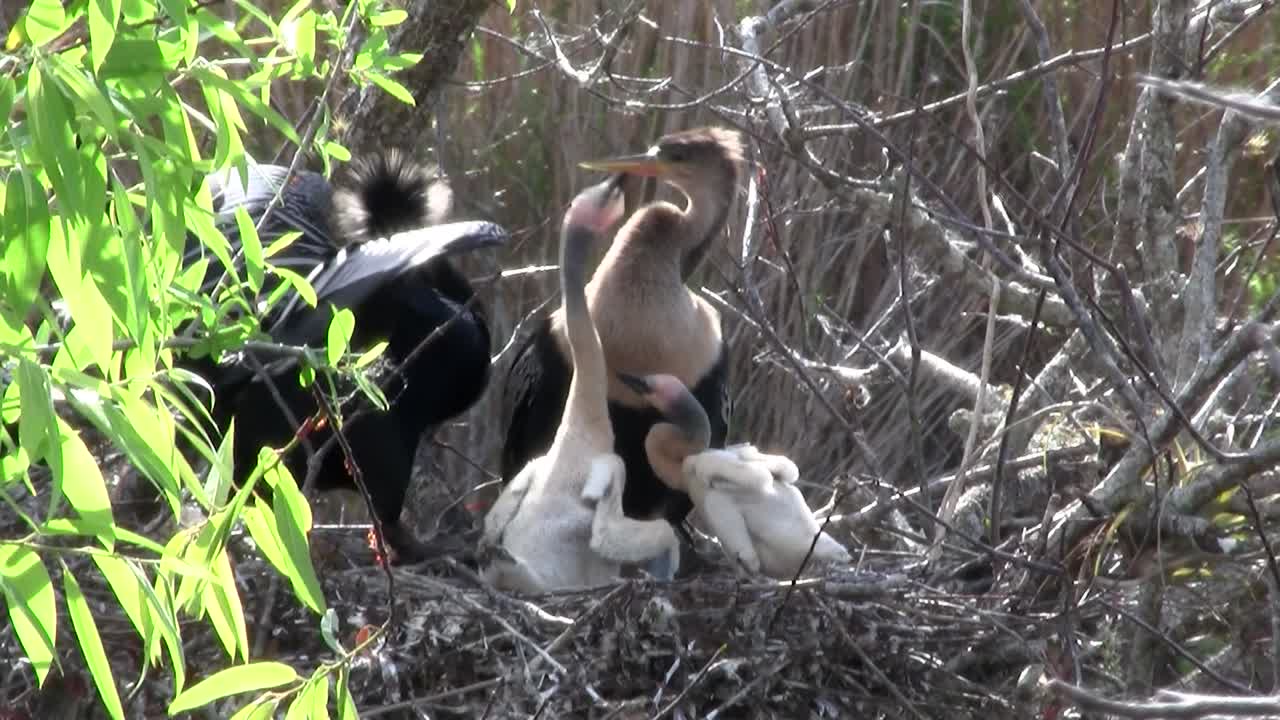 맹그로브 숲의 새들이 에버글레이즈를 핀다 13
