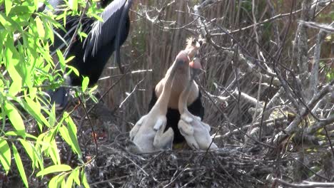 Pájaros-Del-Bosque-De-Manglares-Pin-Los-Everglades-13