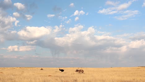 Männlicher-Strauß-Beim-Balzverhalten-Für-Zwei-Weibchen-Im-Grasland-Südafrikas-Unter-Großem,-Teilweise-Bewölktem-Himmel-Im-Sonnenlicht