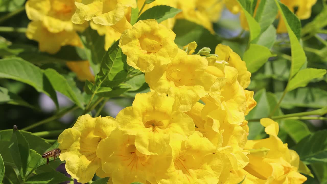 пчелы жужжат вокруг ярких желтых цветов