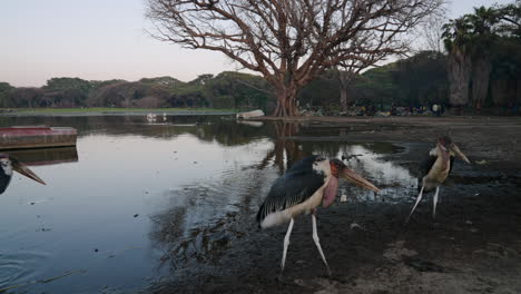 marabou storks at the fish market, lakeshore of hawassa in awassa, ethiopia