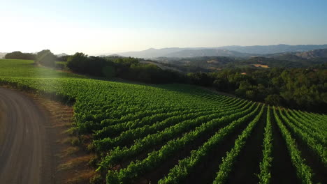 An-low-aerial-over-vast-rows-of-vineyards-in-Northern-California's-Sonoma-County--1