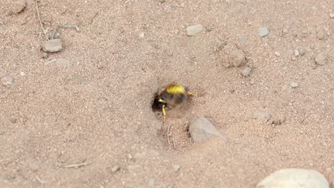 a bee wolf or bee killer wasp, taking its paralyzed honey bee prey into its burrow. summer. england. uk