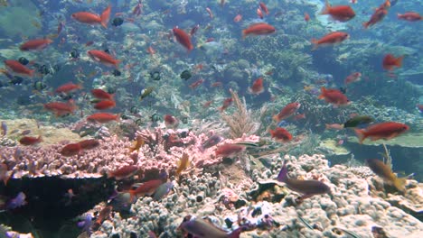 imágenes en cámara lenta de pequeños peces de arrecife rojo nadando por encima de un colorido arrecife de coral