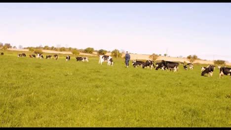 cattle farmer walking in the field