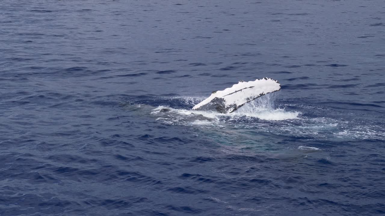혹등고래 가슴지느러미가 하와이에서 미디엄 와이드 슬로우 모션을 때립니다.