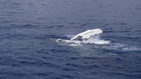 Humpback-whale-pectoral-fin-slaps-medium-wide-slow-motion-in-Hawaii