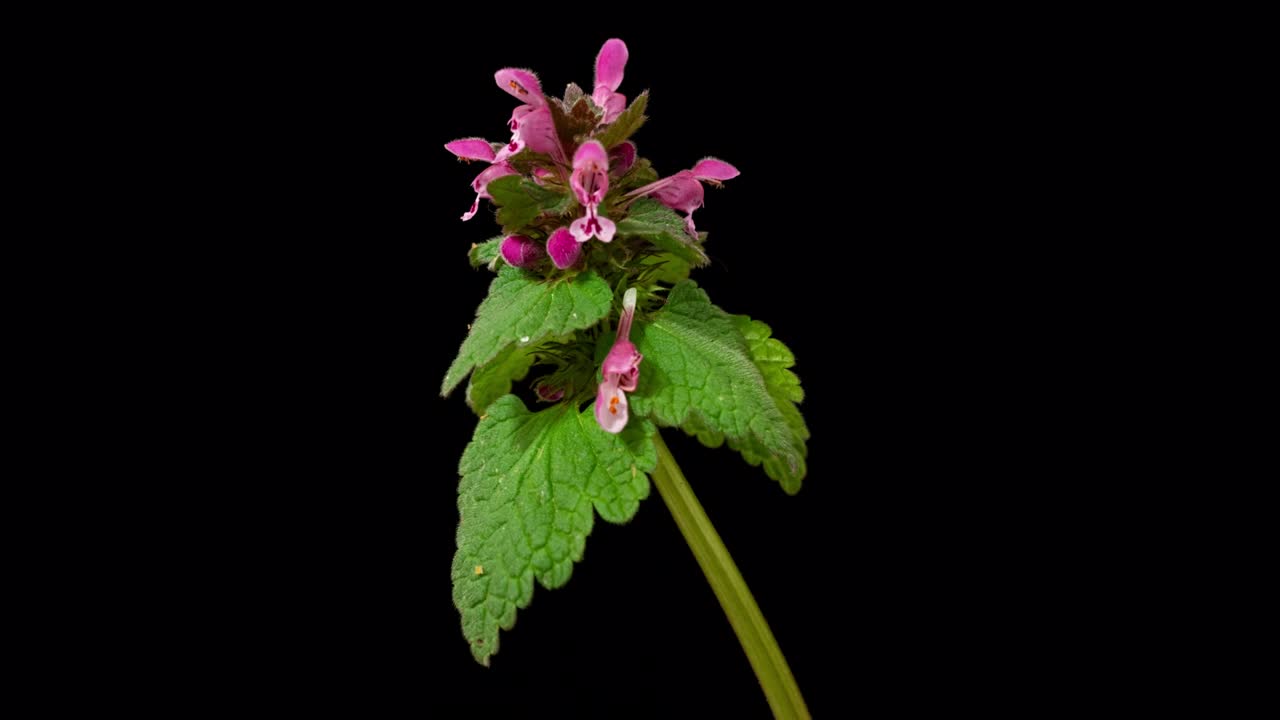 arcángel púrpura (lamium purpureum o ortiga roja muerta o henbit roja) flores silvestres de primavera de primer plano, aisladas sobre un fondo negro puro