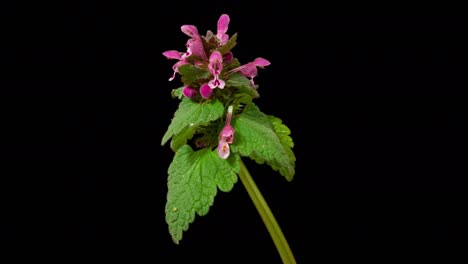 purple archangel (lamium purpureum or red dead-nettle or red henbit) spring wild flowers close-up, isolated on pure black background