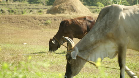native philippine cattle grazing on grass in a farm during midday