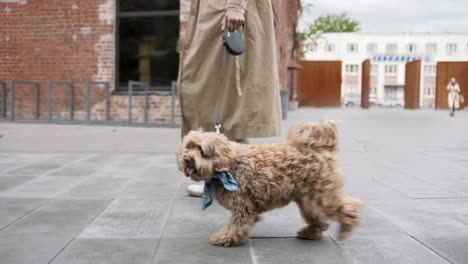 Gen-Z-Centenario-Caminando-Con-Su-Perro-En-La-Calle,-Persona-Sin-Rostro-Dando-Un-Paseo-Por-El-área-Urbana-De-La-Ciudad-Con-Su-Mascota