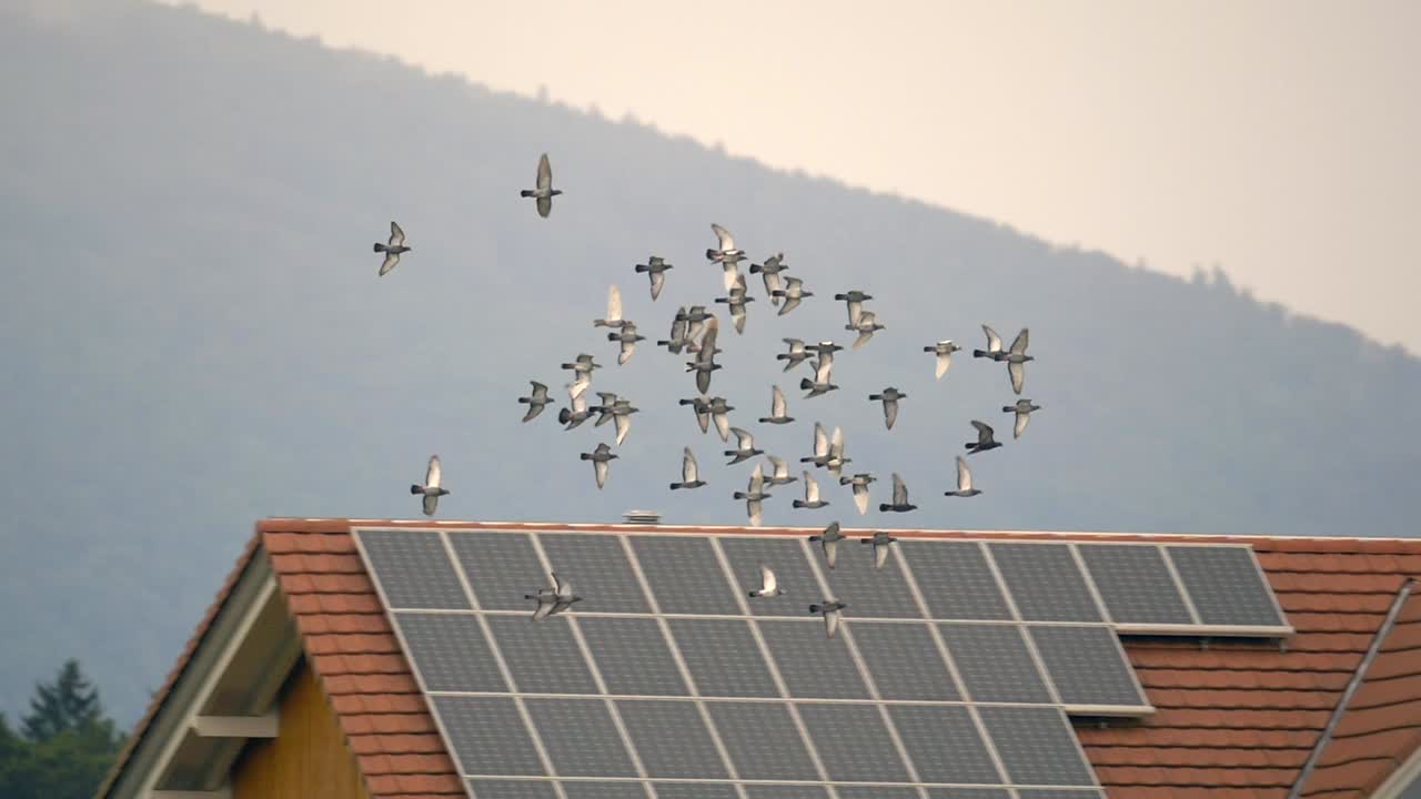 Tracking shot showing flock of doves flying in front of house with solar panels during sunset and fog in mountains