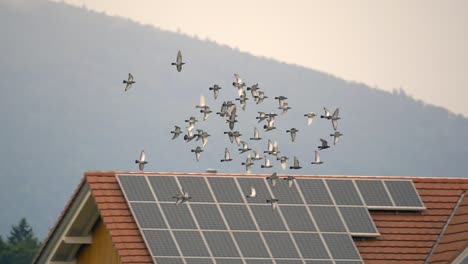 tracking shot showing flock of doves flying in front of house with solar panels during sunset and fog in mountains
