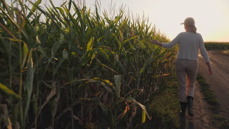 woman farmer walking through a cornfield at sunset