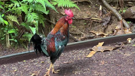 red junglefowl  residing in hawaii