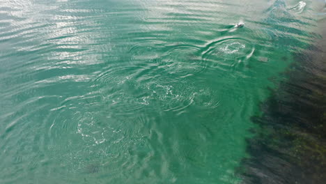 foto de arriba de algunos delfines de peale también conocidos como lagenorhynchus australis, jugando en el pacífico sur en aguas turquesas