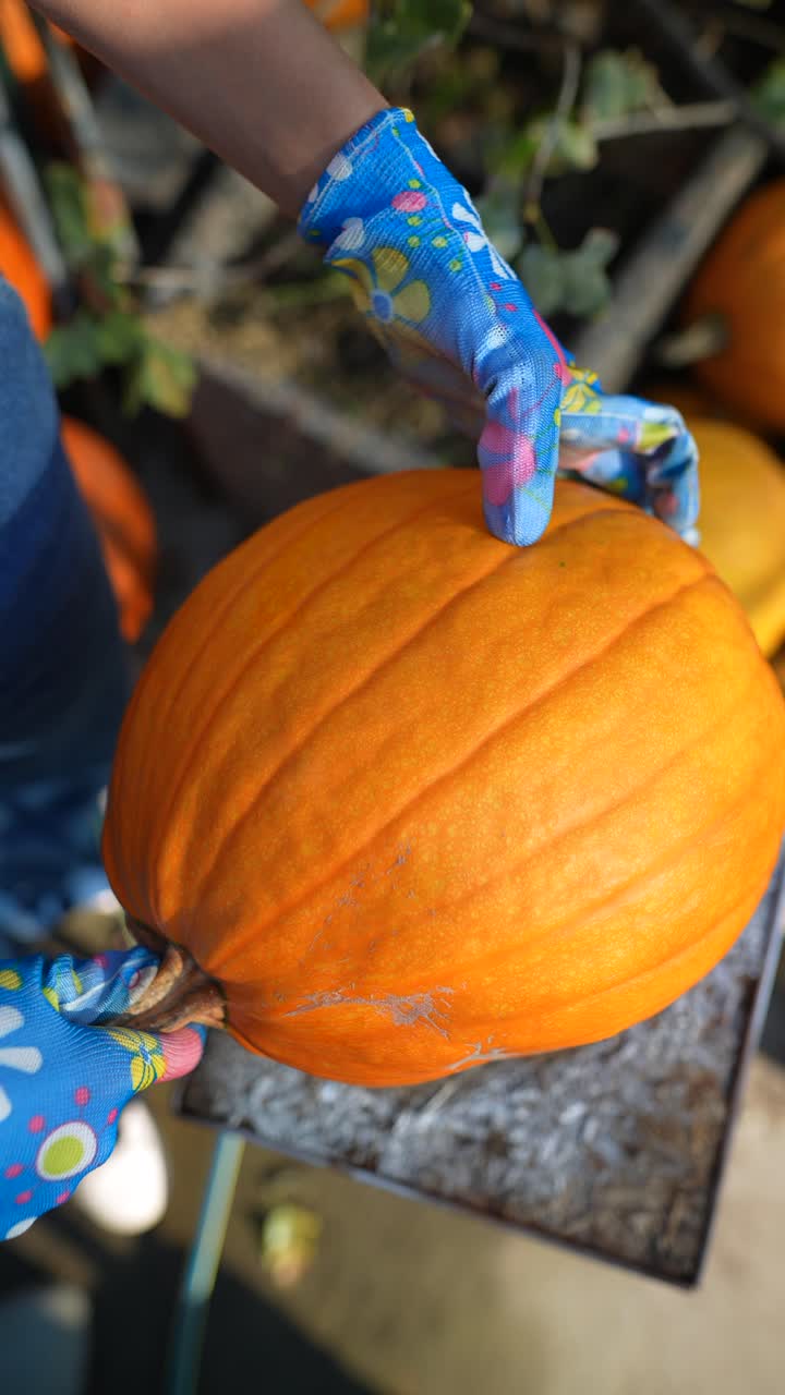 una mujer recogiendo una calabaza.