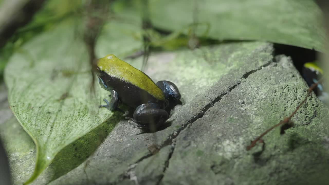 Colorful Poison Dart Frog on a Rock