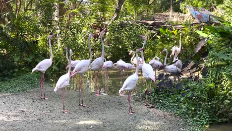 flamingos interacting in a lush zoo habitat