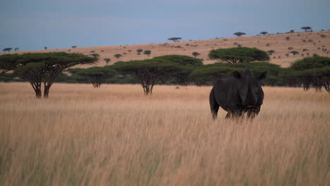 black rhinoceros in african savannah