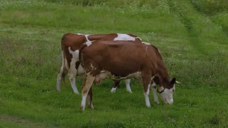 dos vacas pastando en un prado