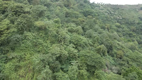 Drone-pans-over-the-dense-forest-floor-of-the-Sierra-Nevada-mountains-in-Colombia