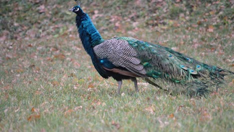 colorful peacock walking around and eating from the grass