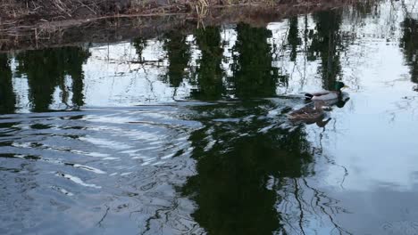 Männliche-Und-Weibliche-Ente-Schwimmen-Gemeinsam-Am-Kanal-Entlang