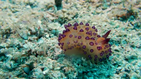 janolus nudibranch slug searches ocean bottom for food with rhinophores