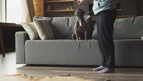 bulldog dog plays jumping on the sofa with his owner who is standing in the living room at home