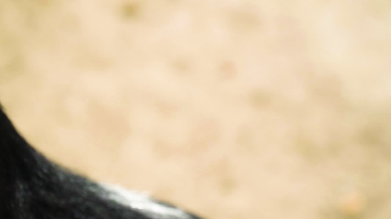 시네마틱 염소 익스트림 클로즈업 위를 올려다보며 사람들이 음식을 기대하는 것을 보고 흥분됨 귀엽다 사랑스럽다 장난기 많음 밝은 날 영화 배경