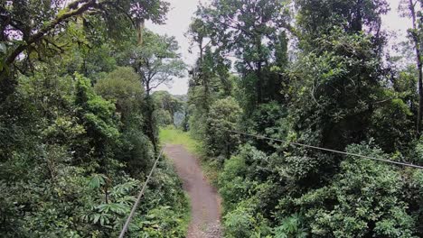 canopy in the rainforest of monterverde in costa rica
