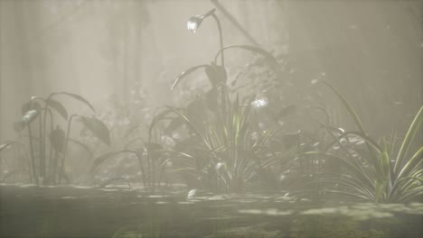 sun shining through trees and fog in a tropical river