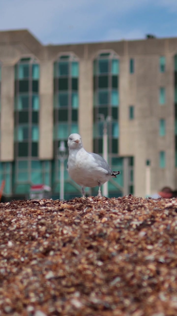 Un gabbiano solitario si trova su una spiaggia di ciottoli con un edificio moderno sullo sfondo.
