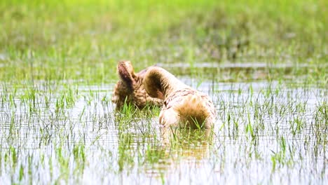 gadwall ducks bathing, preening their feathers while on a calm lake close up shot