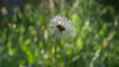 white dandelion wishes sway gently in a grassy field