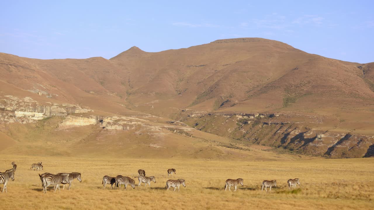 Mandria di zebre che attraversa lentamente il Golden Gate Park in Sudafrica con montagne sullo sfondo.