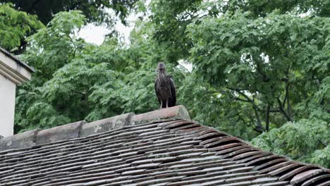 Hadada-Ibis-bird-perches-on-a-rooftop-on-a-rainy-day