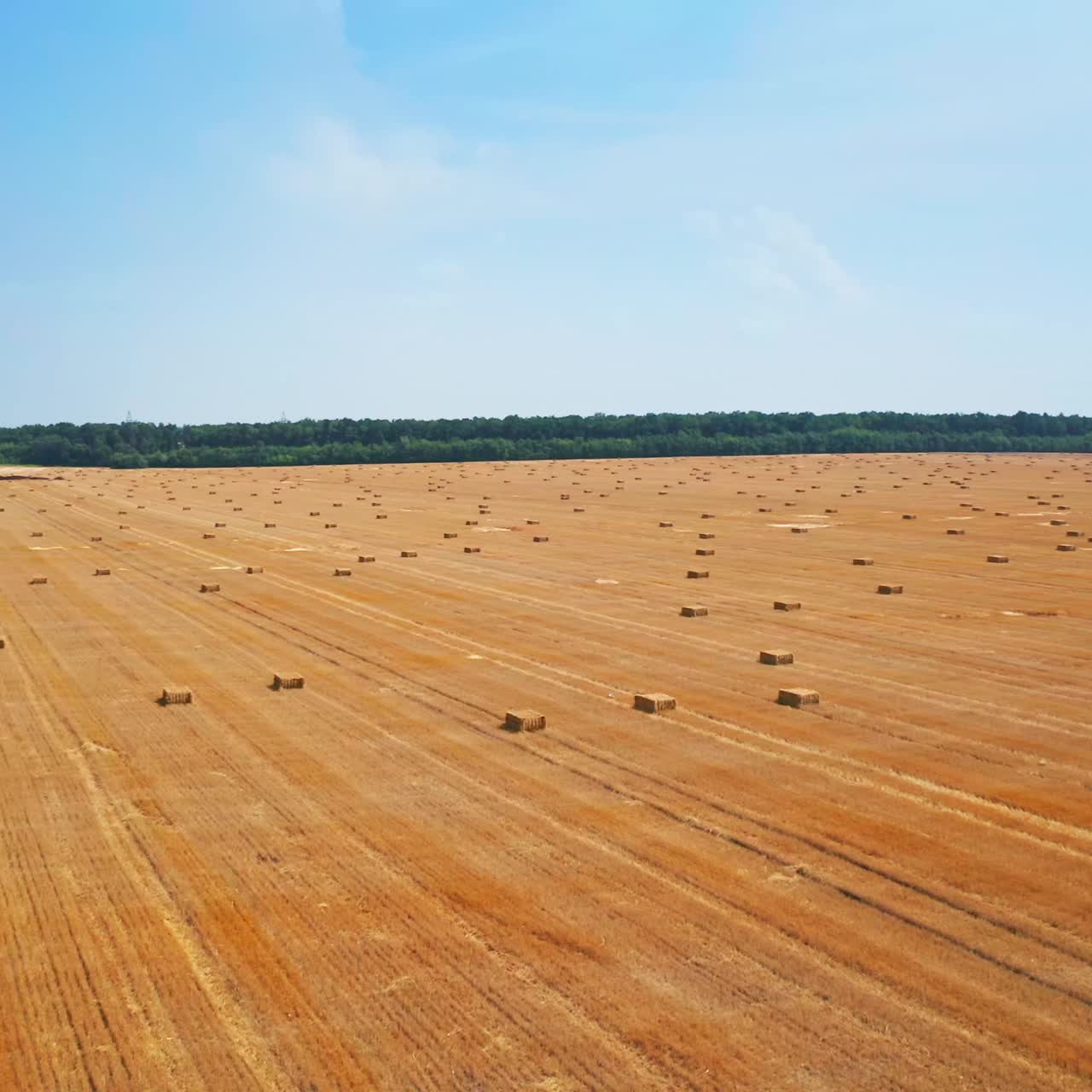 Beautiful landscape of a yellow mowed field full of hay bales. Farmlands after picking crops season. Blue sky backdrop
