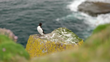 a seabird explores its surroundings on while walking around a rock on a cliff in a seabird colony with the turquoise ocean in the background on handa island, scotland