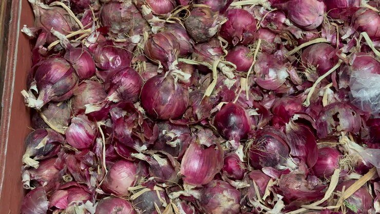 Rustic red onions stacked in abundance, ready for market sale