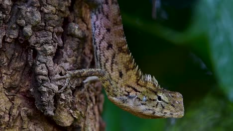 El-Lagarto-De-Jardín-Oriental-También-Se-Llama-Lagarto-De-Jardín-Oriental,-Chupasangre-Y-Lagarto-Cambiable