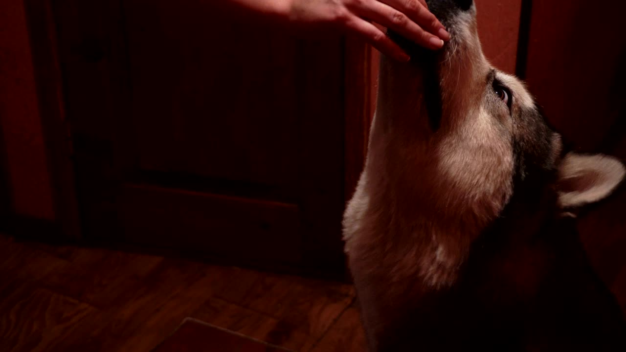 big fluffy playful dog malamute