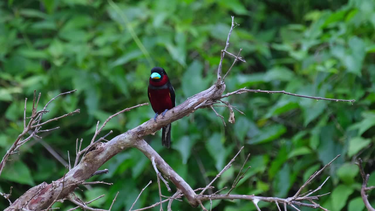 un solitario cymbirhynchus macrorhynchos de pico ancho negro y rojo, encaramado en un árbol caído dentro del parque nacional kaeng krachan en la provincia de petchaburi, tailandia, se está rascando una picazón en la espalda