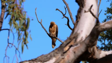 un halcón cometa negro se sienta en una rama de un árbol en australia
