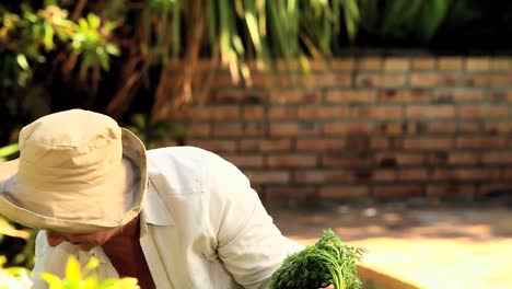 mature woman picking up root vegetables in the garden